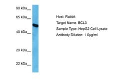 Bcl3 Antibody, Novus Biologicals 100 &mu;L; Unconjugated:Antibodies, Polyclonal